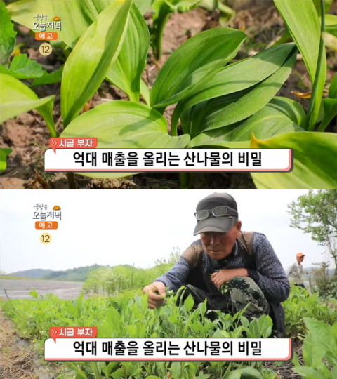 '생방송 오늘 저녁' 억대매출 유기농 산나물 30종, 청양 칠갑산국사봉영농조합…시골부자