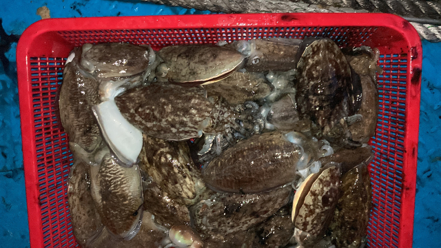 바구니 가득 담긴 제주 갑오징어.