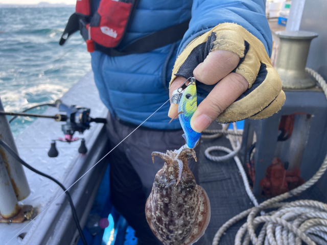 갑오징어 낚시에 쓰는 루어의 한 종류인 소형 2.5호 야마시타 에기.