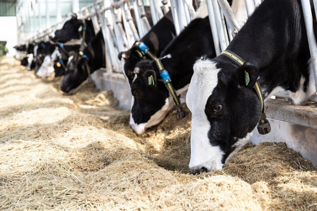농림축산식품부는 한국의 젖소 유전자원 몽골 수출을 위한 농식품부-몽골 수의청 간 검역협상이 완료돼 수출이 가능해졌다고 14일 밝혔다. 클립아트코리아