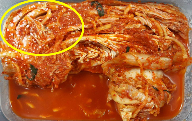 골마지가 생긴 김치. 세계김치연구소 제공