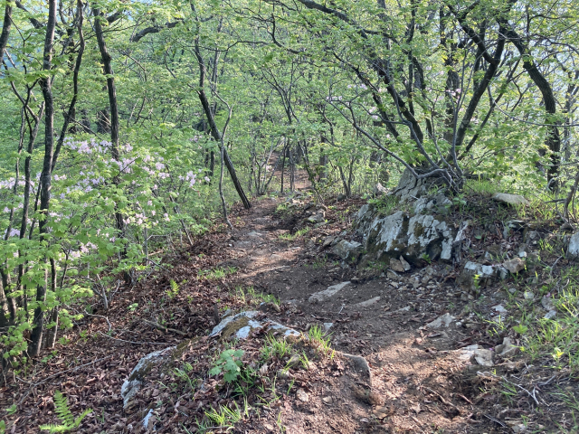 나무를 베면서 산길을 정비 중이었다. 좀 과도하다는 생각이 들었다.