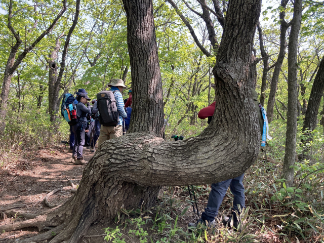 말안장처럼 구부러진 고목.