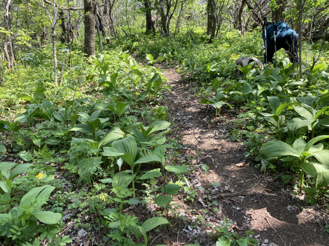산행 도중 야생화를 찍는 종주대원.