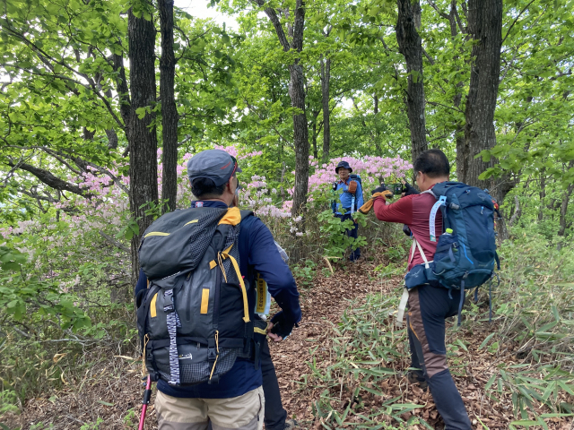 산철쭉 앞에서 걸음을 멈춘 종주대원들.