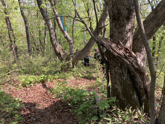 단풍취가 막 고개를 들고, 고비와 관중이 싹을 틔우는 백두대간은 아직 봄이었다.