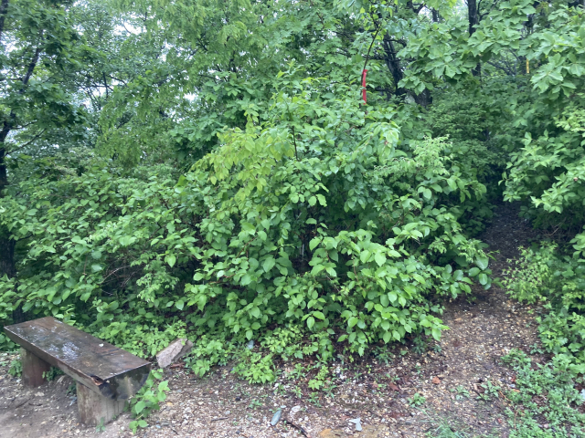 임도를 걸은 지 3분 만에 리본을 따라 973봉 능선으로 접어든다.