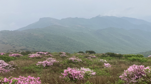 멀리 비상하는 독수리 형상의 영축산이 보인다.
