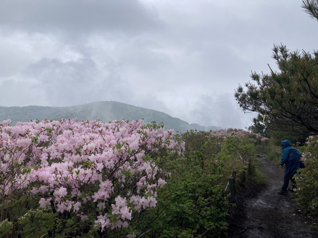 산철쭉이 화사하다.