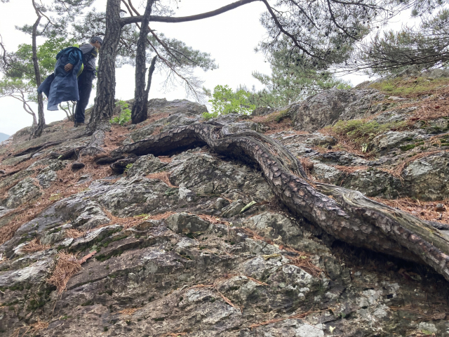 용송이 있는 바위 위에 자리잡은 소나무의 긴 뿌리. 생명의 힘이 느껴진다.