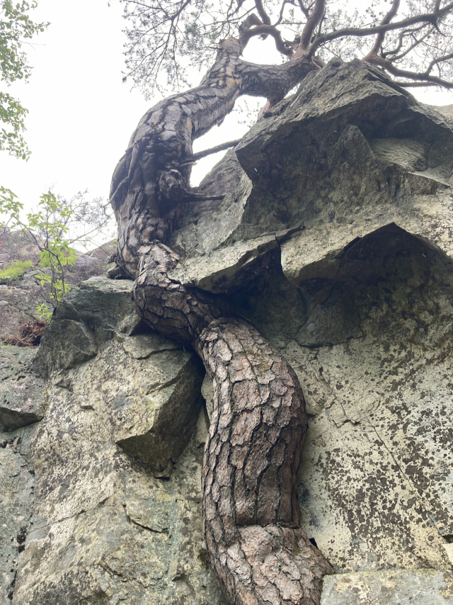 백발등에서 만나는 용송. 바위와 한몸이다.