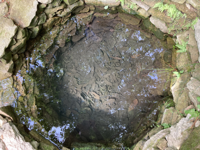 작은 연못에 담긴 하늘과 도롱뇽 알.