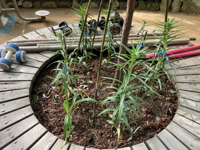 운동기구와 잘 가꾼 화단. 나리꽃이 자라고 있다.