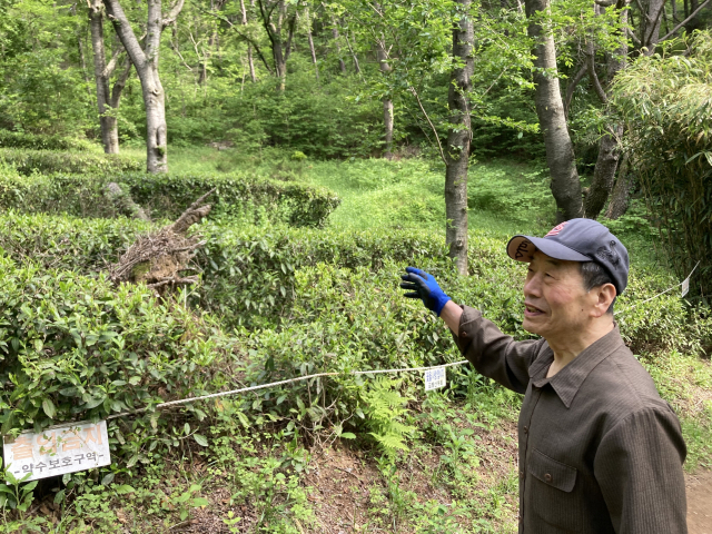 녹차밭과 벚나무의 유래를 설명하는 김용상 씨.