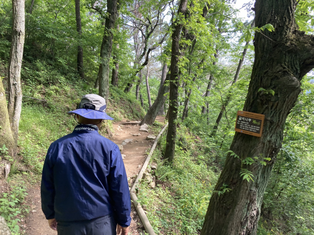 굴피나무 군락지를 지난다.