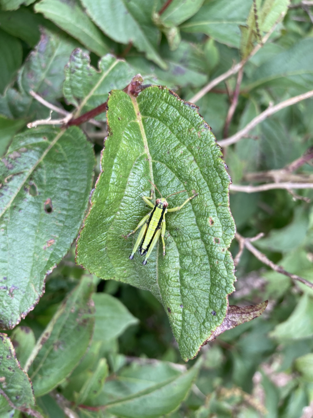 산행에서 만난 메뚜기.