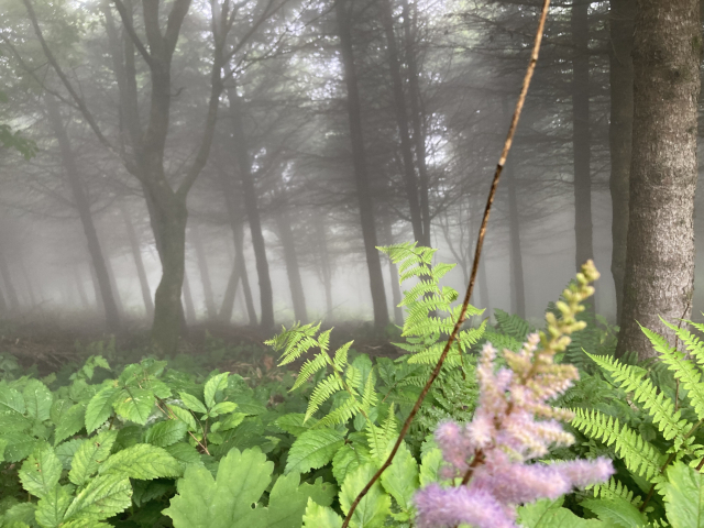 안개가 몰려온 대관령 가는 길.