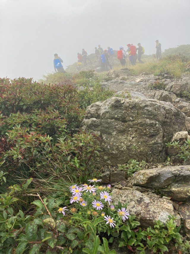 백두대간에 핀 야생화 좀개미취.