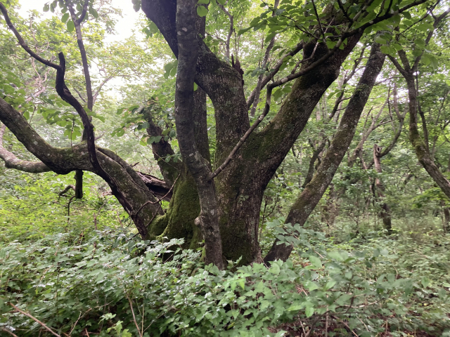백두대간의 신령스러운 기운이 감도는 나무.