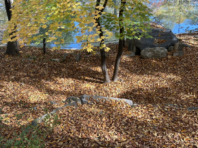 춘당지 주변으로 소복이 쌓인 낙엽이 가을볕을 받아 빛난다.