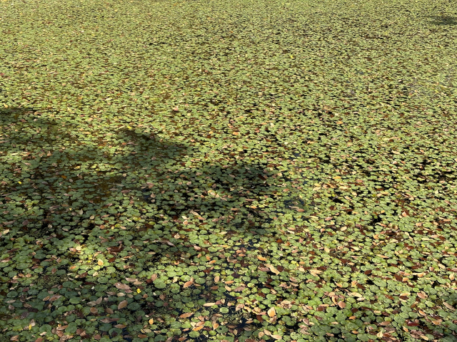 덕수궁 연지를 점점이 뒤덮은 연잎과 낙엽의 모습이 점묘화를 닮았다.