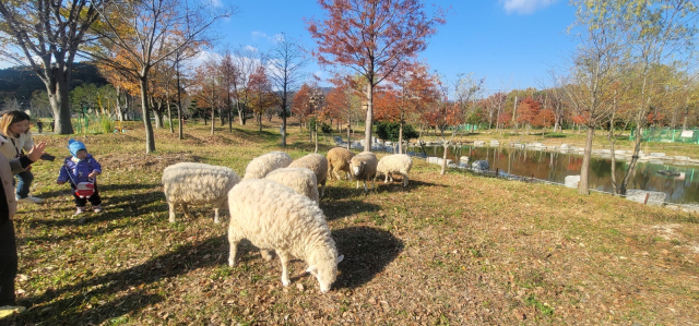 해운대수목원은 양 떼를 축사에 가두지 않고 자연 방사하고 있다. 수목원 방문객이 양 떼와 마주치는 상황이 가능한 이유다. 해운대수목원 제공