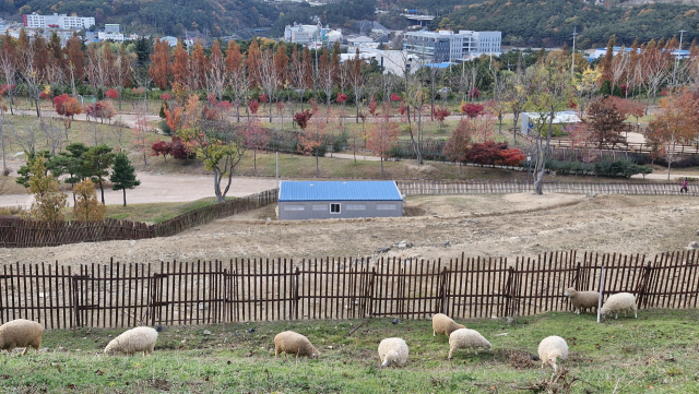 해운대수목원 양 떼가 축사 뒤 언덕에서 무리 지어 먹이를 먹이활동을 하고 있다. 수목원 경계 너머 산업단지의 잿빛 건물들과 묘한 대조를 이룬다. 김희돈 기자