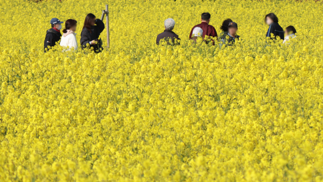 경북 포항시 호미곶 유채단지를 찾은 관광객들이 유채꽃에 파묻혀 한가로이 거닐고 있다. 남태우 기자
