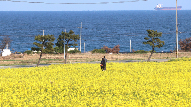 경북 포항시 호미곶 유채단지를 찾은 관광객들이 산책을 즐기고 있다. 남태우 기자