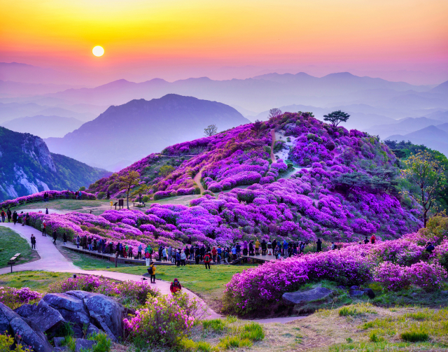 합천군 가회면 황매산군립공원 ‘황매산철쭉제’ 모습. 합천군 제공