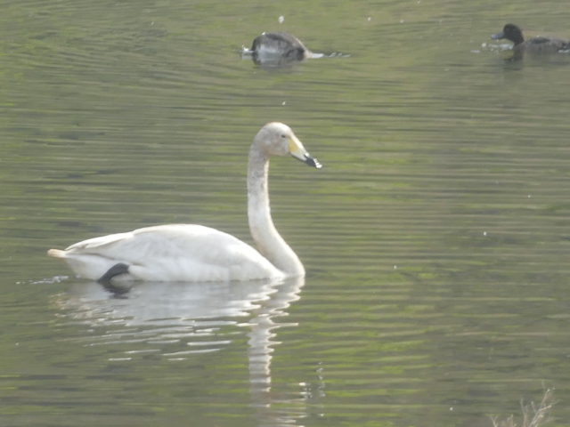 울산 태화강에서 발견된 큰고니. 울산시 제공