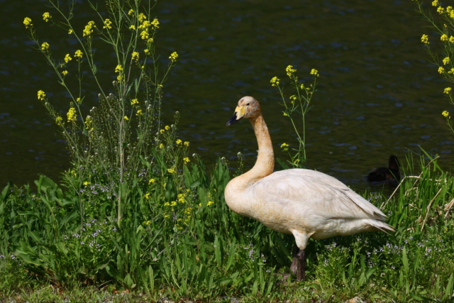 태화강 상류인 구수교에서 목격된 큰고니. 윤기득 사진작가 제공