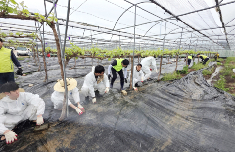 농촌봉사활동 현장 모습.