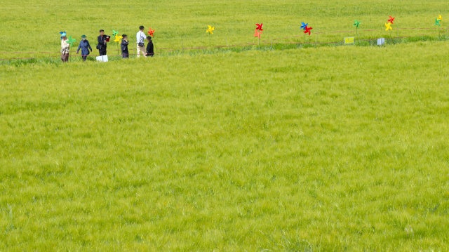 여행객들이 경남 함안군 강나루생태공원 청보리밭에서 여유있게 산책하고 있다. 남태우 기자