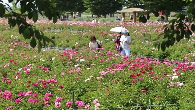 경남 함안군 강나루생태공원 작약 꽃밭에서 관람객들이 꽃을 살펴보고 있다. 남태우 기자