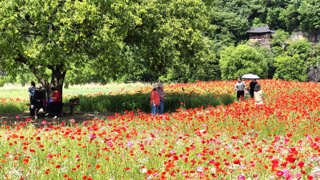 경남 함안군 악양둑방길을 찾은 관람객들이 악양루가 보이는 나무 그늘 아래에서 꽃양귀비 화원을 즐기고 있다. 남태우 기자