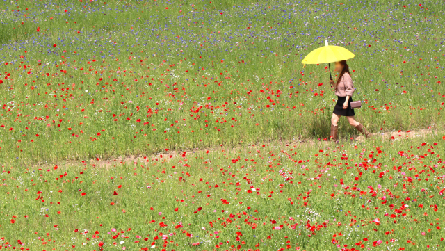 한 젊은 여성이 양산을 들고 경남 함안군 악양둑방길 꽃양귀비 화원을 바삐 걸어가고 있다. 남태우 기자