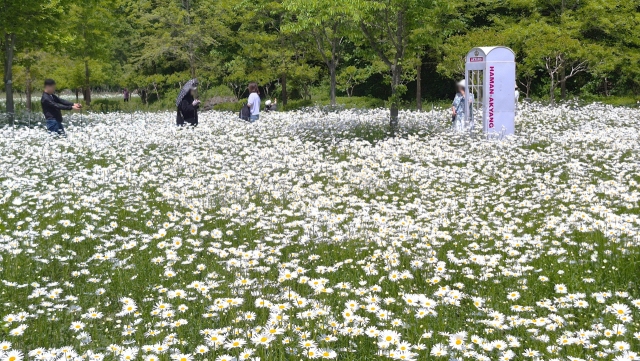 경남 함안군 악양생태공원 샤스타데이지 화원 전화박스 주변에서 관람객들이 기념사진을 찍고 있다. 남태우 기자