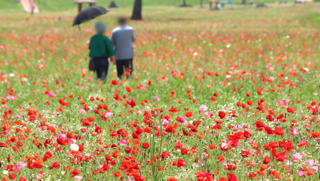 경남 함안군 악양둑방길 꽃양귀비 화원을 찾은 한 부부가 정답게 걸어가고 있다. 남태우 기자