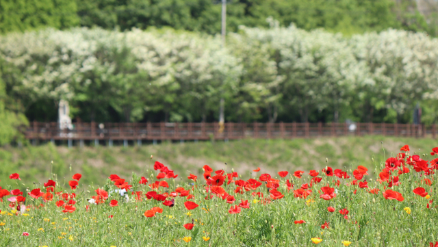 경남 함안군 악양둑방길의 꽃양귀비 군락과 강 맞은편 도로 이팝나무를 뒤엎은 하얀 꽃. 남태우 기자