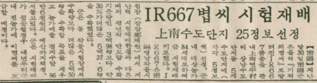 <부산일보> 1971년 2월 1일 자 8면 기사. 밀양군은 ‘기적의 볍씨’로 알려진 IR667 시험 재배 결과, 수확량이 30% 늘어남에 따라 밀양 상남면 농가 84세대에 확대하기로 했다는 내용이다. IR667은 훗날 통일벼로 명명된다.