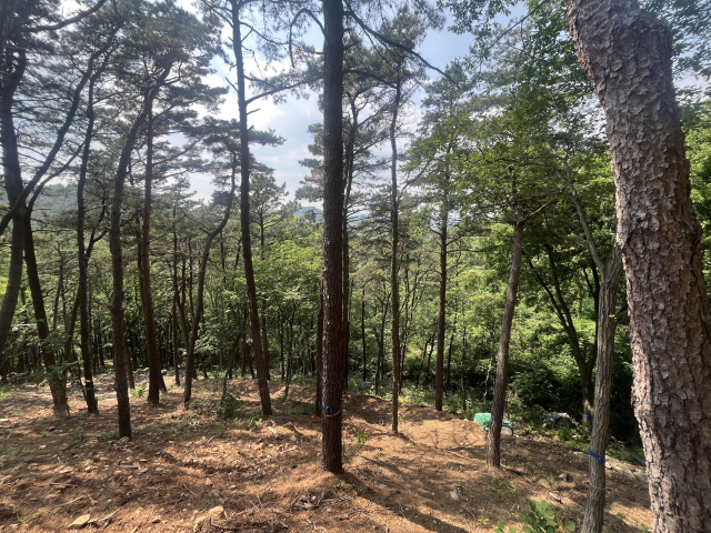 지난달 개장 예정이었던 경남 김해시 공설자연장지가 예산 확보 문제로 당초 계획보다 늦은 올 하반기에 운영될 전망이다. 이경민 기자