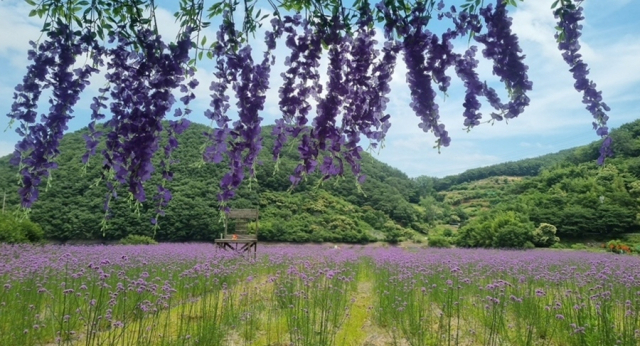 고성군 개천면 월곡마을 들판에 식재한 버들마편초 수천 송이가 만개해 한 폭의 수채화를 연상케 하는 장관을 연출하고 있다. 고성군 제공