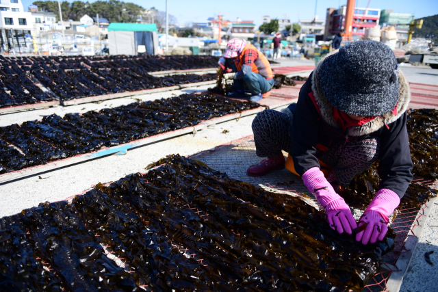 부산 기장군의 한 미역 양식장. 기장군청 제공