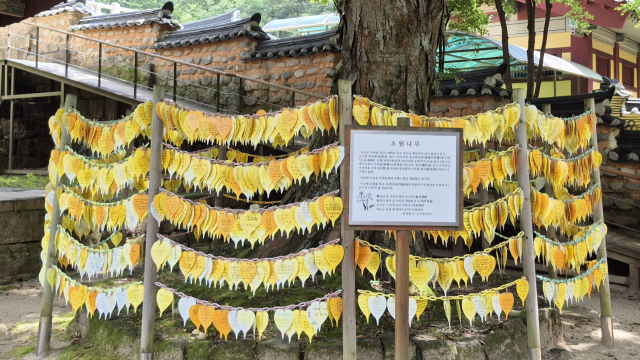경남 합천군 해인사 경내 ‘소원나무’ 주변에 각종 소원을 적은 심장 모양 쪽지가 매달려 있다. 남태우 기자