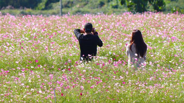 두 젊은 연인이 전북 진안군 진안농업기술센터 코스모스 꽃밭에서 사진을 찍고 있다. 남태우 기자