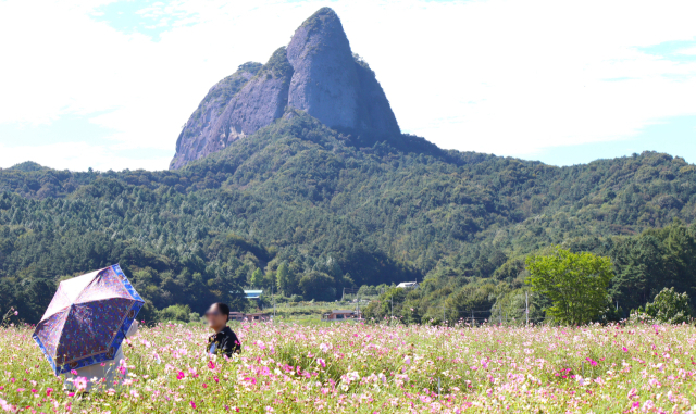 한 부부가 전북 진안군 진안농업기술센터에서 마이산을 배경으로 코스모스꽃밭에서 사진을 찍고 있다. 남태우 기자