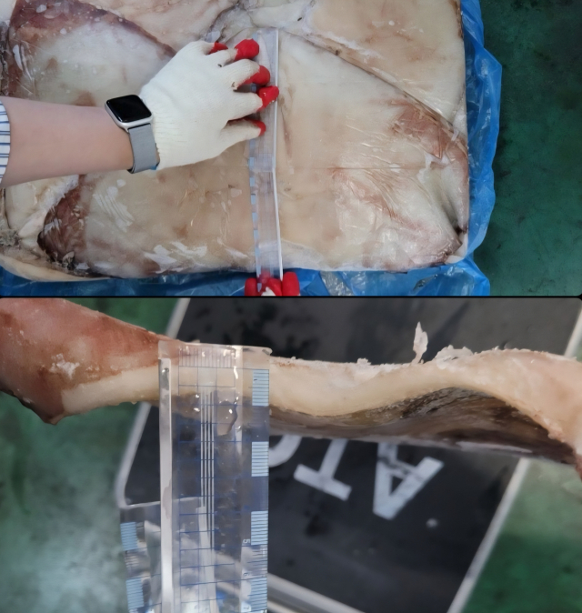 지난달 25일 사하구 낙지 전문 유통 업체 장가유통이 사칭 피해를 입고 있다는 신고가 접수돼 경찰이 수사에 나섰다. 사진은 사칭범이 업체들에게 보낸 대왕 오징어 사진. 장가유통 제공