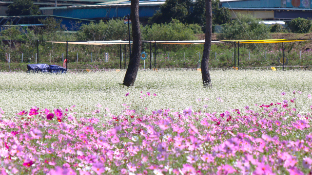 분홍색 코스모스와 하얀 메밀꽃이 환상적으로 어울린 경남 하동군 직전리. 남태우 기자