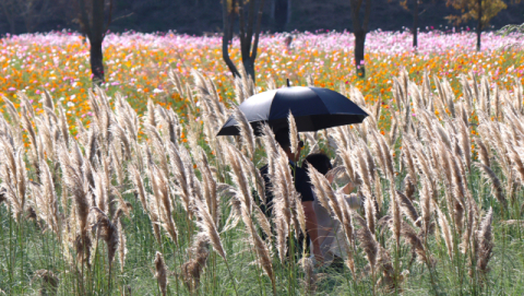 경남 10월에는 꽃구경 다니다 세월 다 가겠네